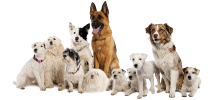 trained-dogs-sitting